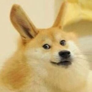 RabbitDoge